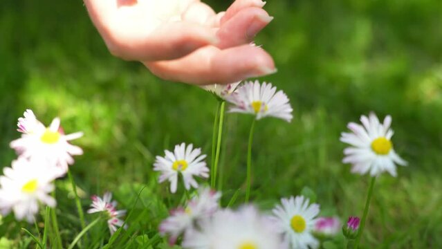 Close-up of hands feeling daisy flower softness with hands, handheld, day