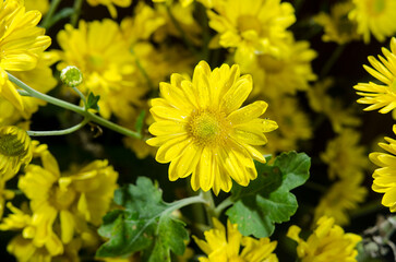 yellow flowers in the garden