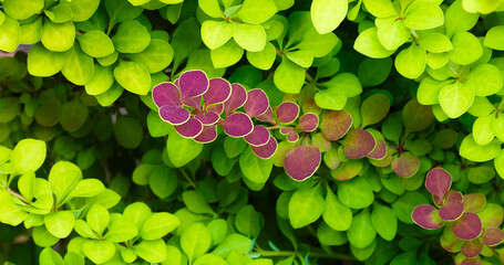 The bushes are bright green-pink. Bush with pink leaves of a round shape on a green background.