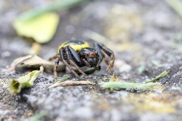 The Napoleon Spider gets its name from the black drawing on its abdomen.