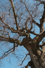 Fototapeta na wymiar tree in the winter