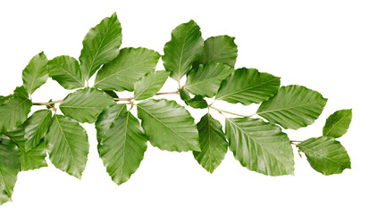 Green leaves on a tree branch cut out on a white background.