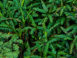 Aerial view of beautiful tropical forest mountain landscape