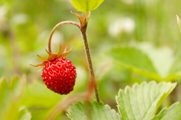 Close-up, wild strawberry with leaves.