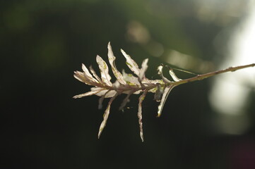 close up of a branch of a tree