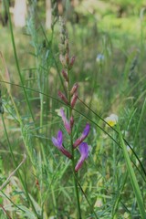 Purple flower in the grass.
