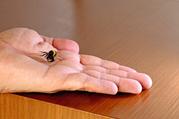 An open hand with a bumblebee