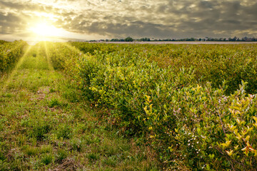 Plantation of aronia shrubs in sunset with sunbeam. Aronia chokeberries growing in a field with sun, summer yellow soft colors. good health, Antioxidant rich, superfruit. Agricultural Marketing image