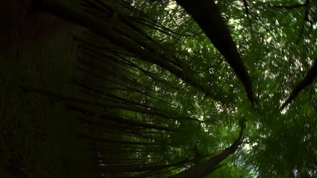 Trippy woodland forest scene with tall spinning trees