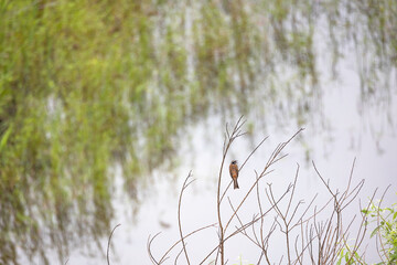 水辺の木の枝にとまる一羽の小鳥
