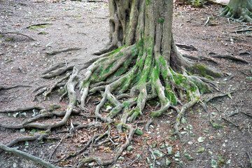 Exposed tree roots in the forest floor