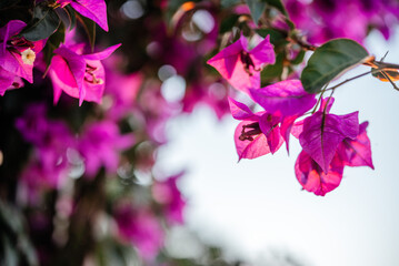 Beautiful fuchsia pink flowers of mediterranean Bougainvillea vine at sunset - obrazy, fototapety, plakaty