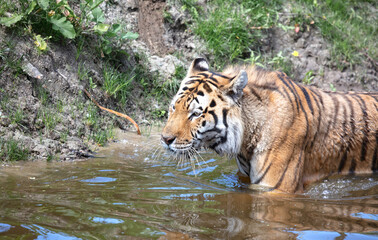 Plakat Amour tiger in the water, cooling down or playing