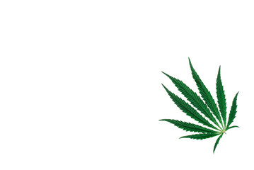 Fototapeta na wymiar Hemp or cannabis leaf isolated on white background. Top view, flat lay, copy space