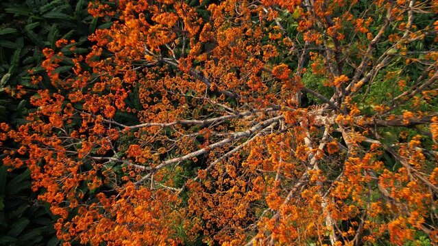 Aerial drone shot from the top of a Pterocymbium macranthum tree in full blossom to far away up the rainforest, Chiang dao rainforest, Thailand