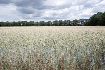 wheat field and sky