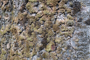 lichen on tree bark
