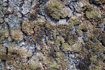 lichen on bark