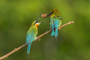 feeding...
