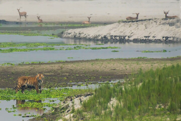 predator and prey...