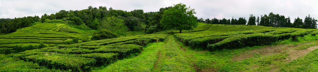 Cha Gorreana tea terrace panoramic view in Sao Miguel, Azores, Portugal