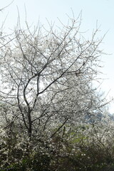 Weiss blühender Kirschbaum, Deutschland