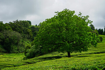 Lonely tree in Chà Gorreana tea terrace, Sao Miguel, Azores islands, Portugal