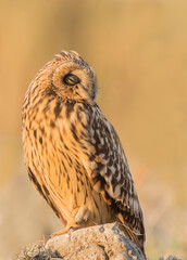 red tailed hawk