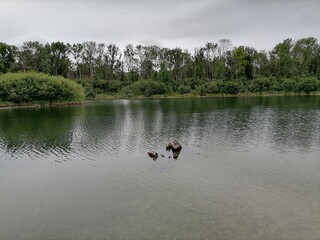 Obraz na płótnie Canvas ducks on the lake