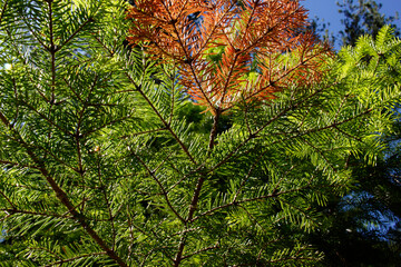 Drying Pine Tree Branch due to disease