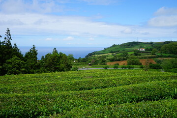 Fototapeta na wymiar Cha Gorreana tea terrace, Sao Miguel, Azores islands, Portugal