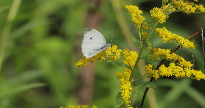 Pieris brassicae, the large white butterfly, also called cabbage butterfly. Large white is common throughout Europe, north Africa and Asia often in agricultural areas, meadows and parkland.