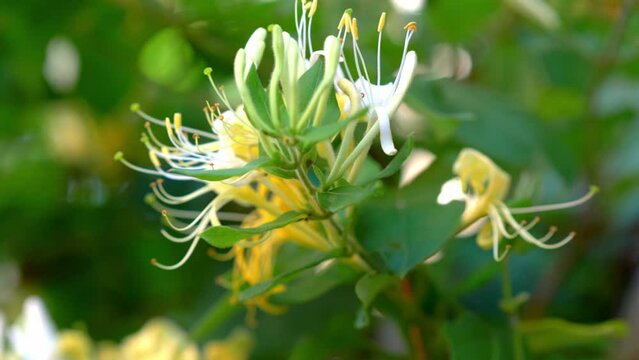 honeysuckle flower in the garden, aromatic plant in herb garden, close up of honeysuckle in bloom
