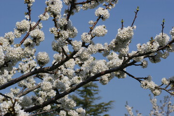 Primavera in fiore