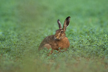 hare in the early morning
