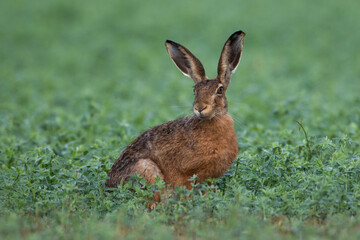 hare in the early morning