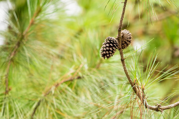 Fototapeta premium Ripe cedar cones on cedar branches.