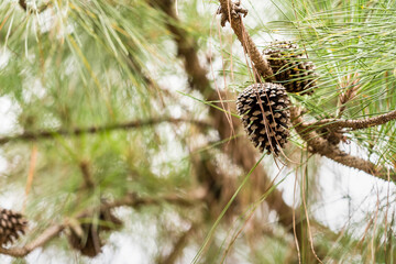 Fototapeta premium Ripe cedar cones on cedar branches.