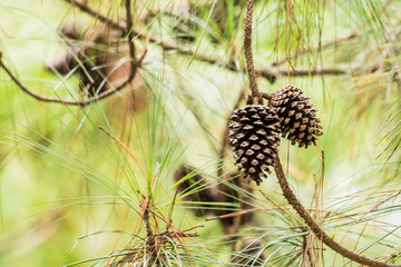 Ripe cedar cones on cedar branches.