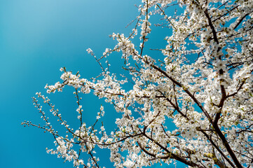 Cherry blossom in full bloom. Bokeh blur in the background. Spring