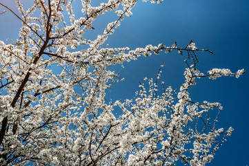 Cherry blossom in full bloom. Bokeh blur in the background. Spring