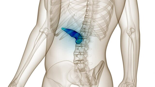 Human Internal Organ Pancreas Anatomy Animation Concept