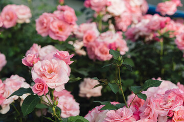 Pink roses flowers growing outdoors in summer garden. Nature