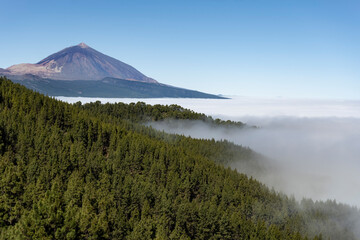 Obraz premium Teide volcano from the viewpoint through the pines