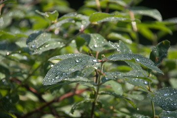 honeysuckle leaves after rain