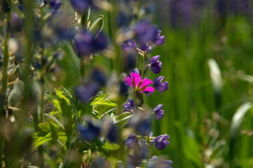 pink flower in the garden