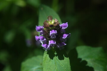 the flower in the forest is purple