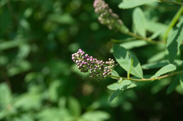 rosebud
flower in the garden