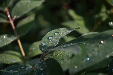 honeysuckle leaves after rain