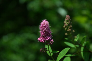 pink flower in the garden